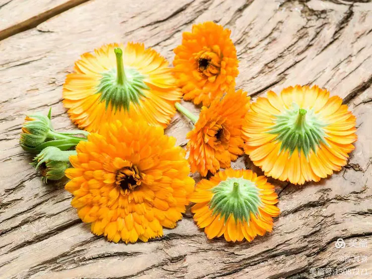 金盏花（野菜类花卉系列）